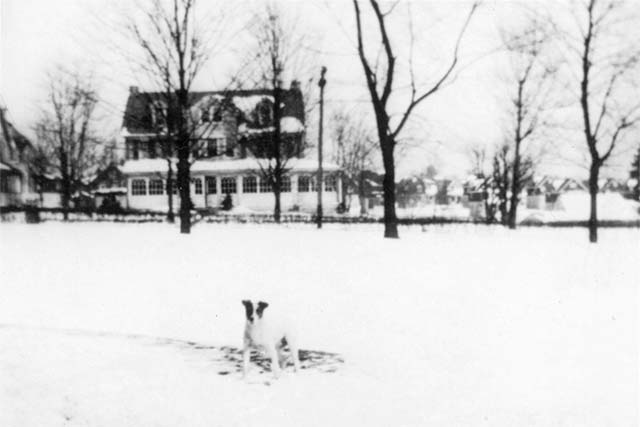 dog sits in an open snowy yard, large three-story house in background