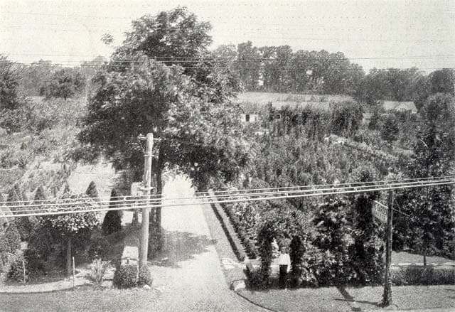 overhead of a lane leading through rows of trees and plants.